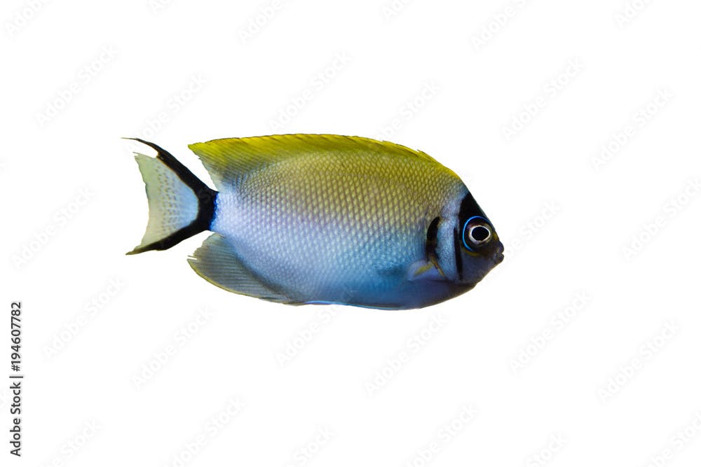 Marine fish on white isolated background with clipping path. Japanese Swallowtail Angelfish (Genicanthus semifasciatus) female