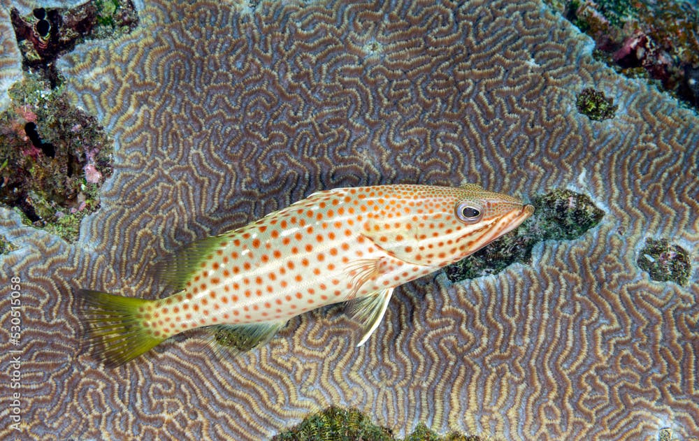 Slender grouper, Anyperodon leucogrammicus, Raja Ampat Indonesia.
