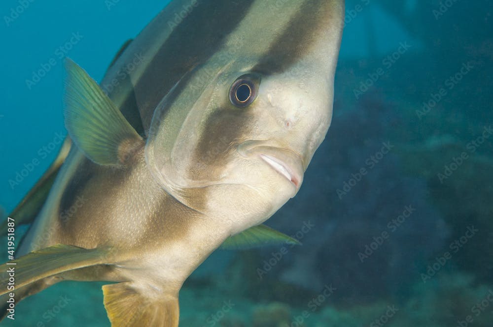 Longfin batfish on a coral reef