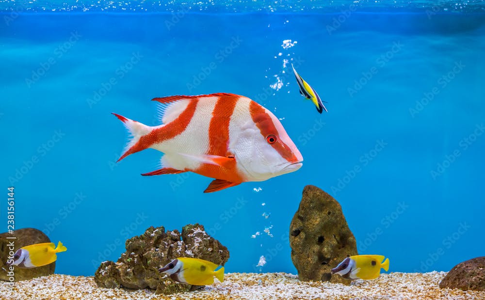 Lutjanus sebae in aquarium fish tank. It is also known as the emperor red snapper.