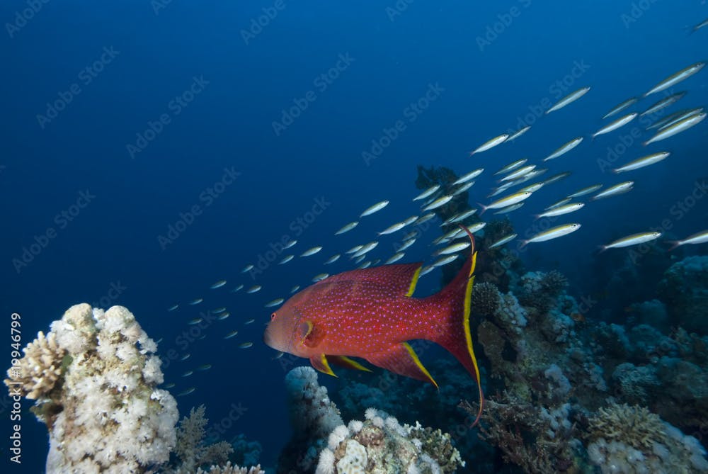 Vibrant coloured tropical fish