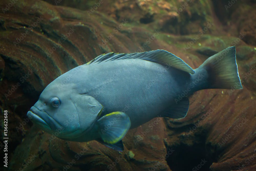 Blue-and-yellow grouper (Epinephelus flavocaeruleus).