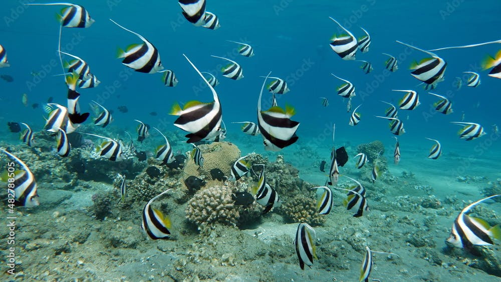 Butterfly fish. Schooling kabouba - Scholing bannerfish - Heniochus diphreutes (family Chaetodontidae) - grows up to 18 cm. Representatives of this genus of the bristle-toothed family have an elongate
