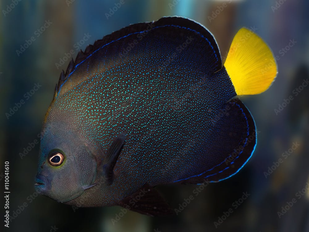 Blue spotted Angelfish, Chaetodontoplus caeruleopunctatus, also known as the Blue-spangled Angelfish