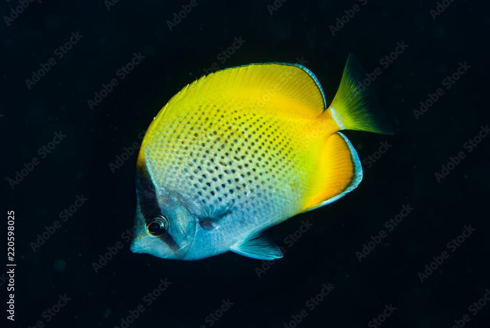 Gunther's Butterflyfish Chaetodon guentheri
