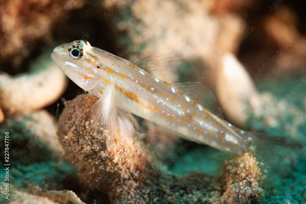 Pallid goby sits on sandy coral reef