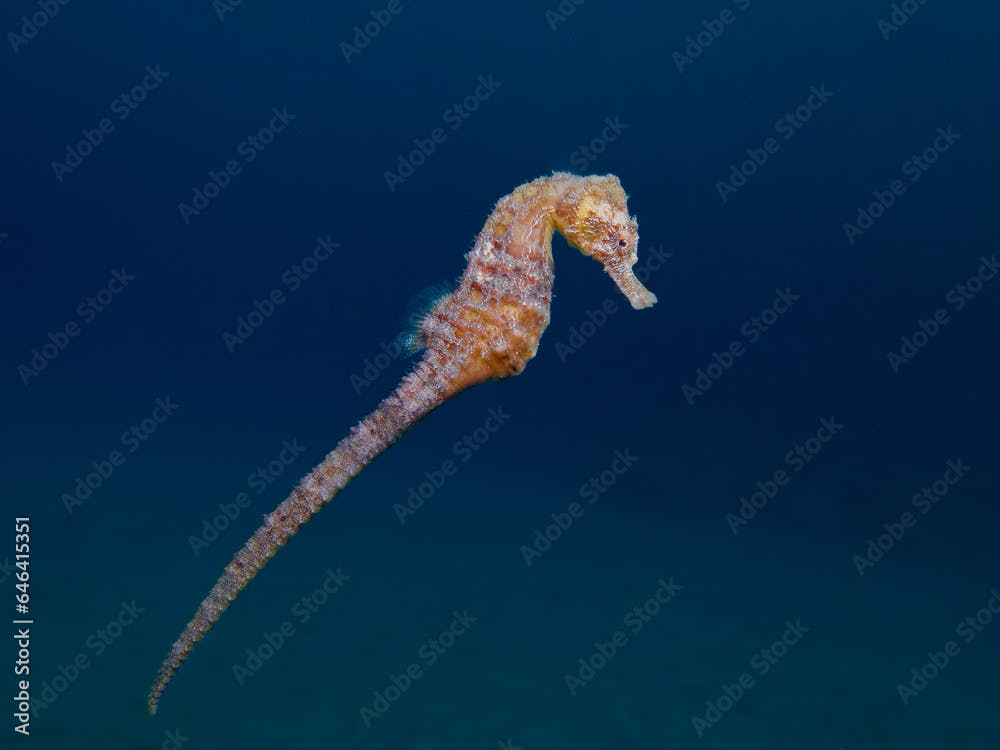 Golden seahorse in mid-water