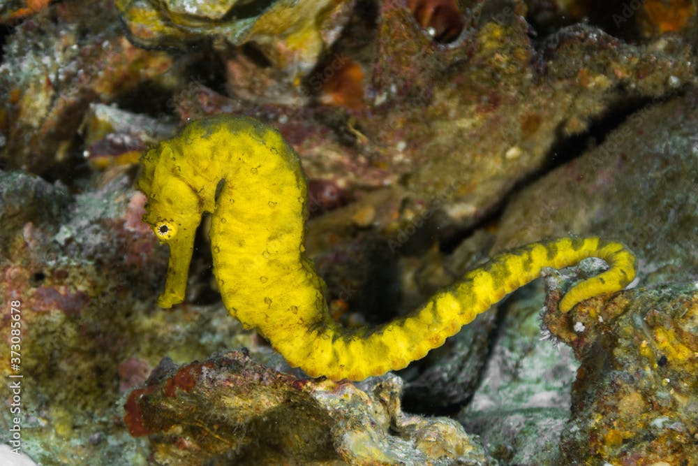 Yellow tigertail seahorse on the rocks