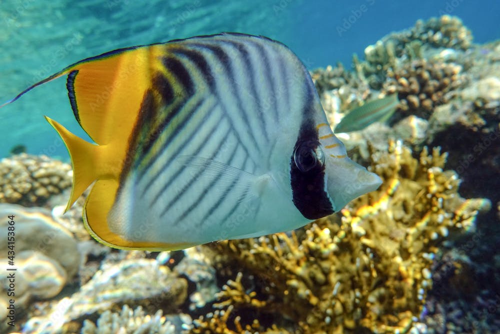 Coral fish - Threadfin butterflyfish (chaetodon auriga) - Red Sea