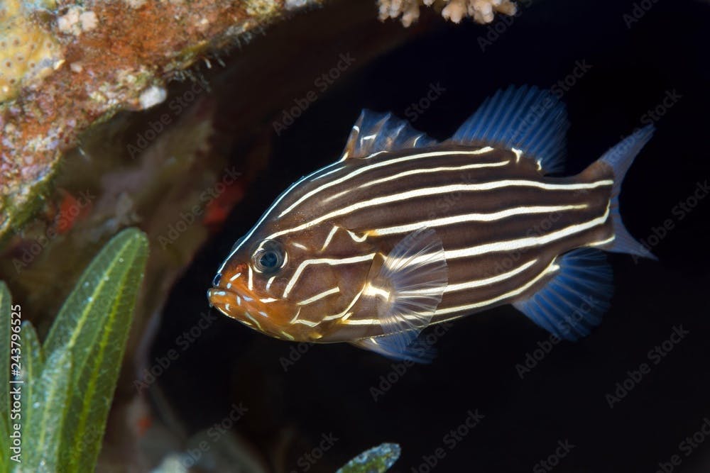 Sixline Soapfish (Grammistes sexlineatus), Red Sea, Dahab, Egypt, Africa