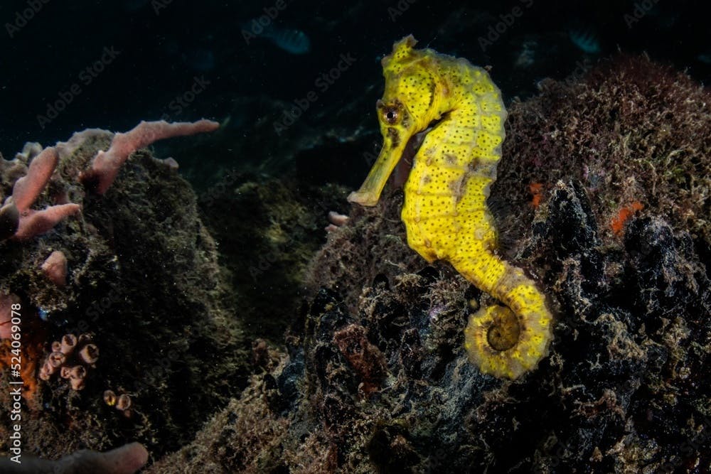 Beautiful view of yellow longsnout seahorse (hippocampus reidi)