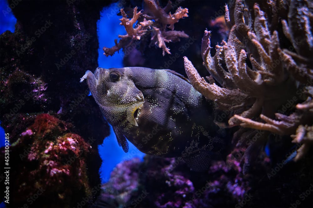 Spotted soapfish Pogonoperca punctata fish underwater in sea