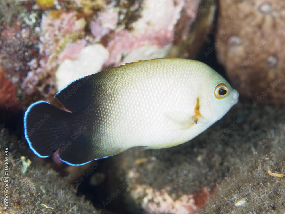 Pearlscale angelfish