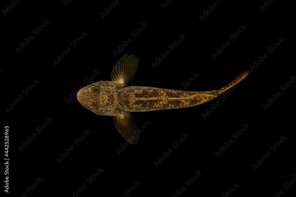 top view of goby fish on black background