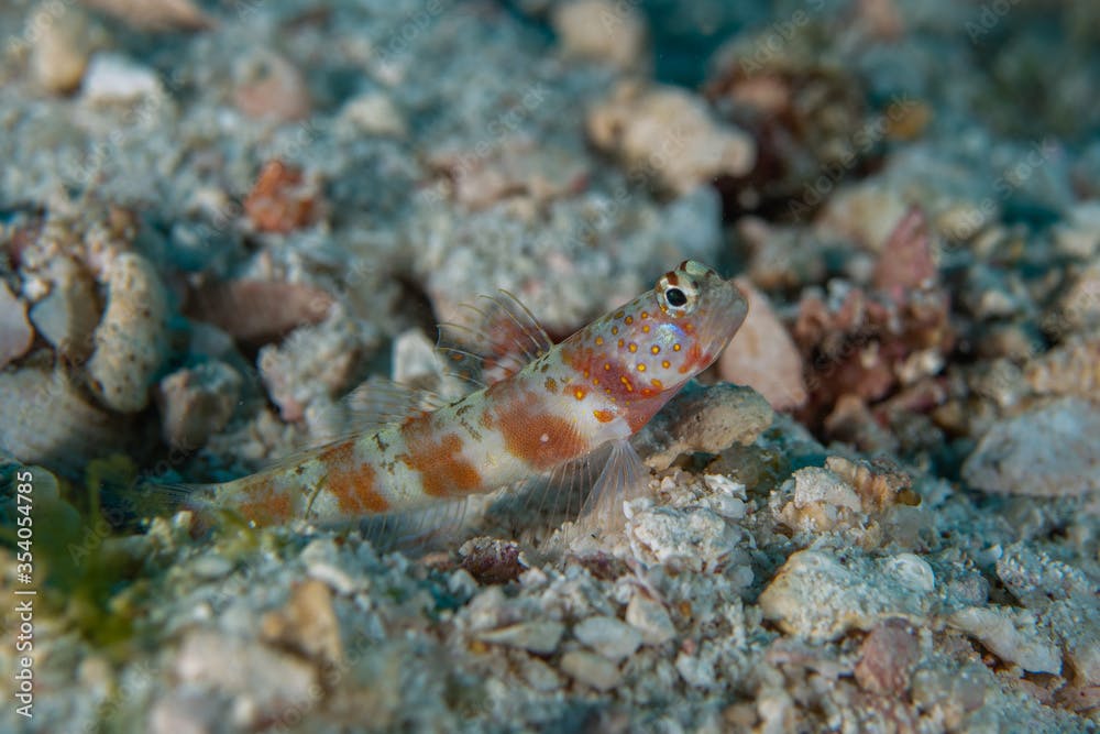 Wide barred shrimpgoby, Amblyeleotris latifasciata in a tropical Andaman sea