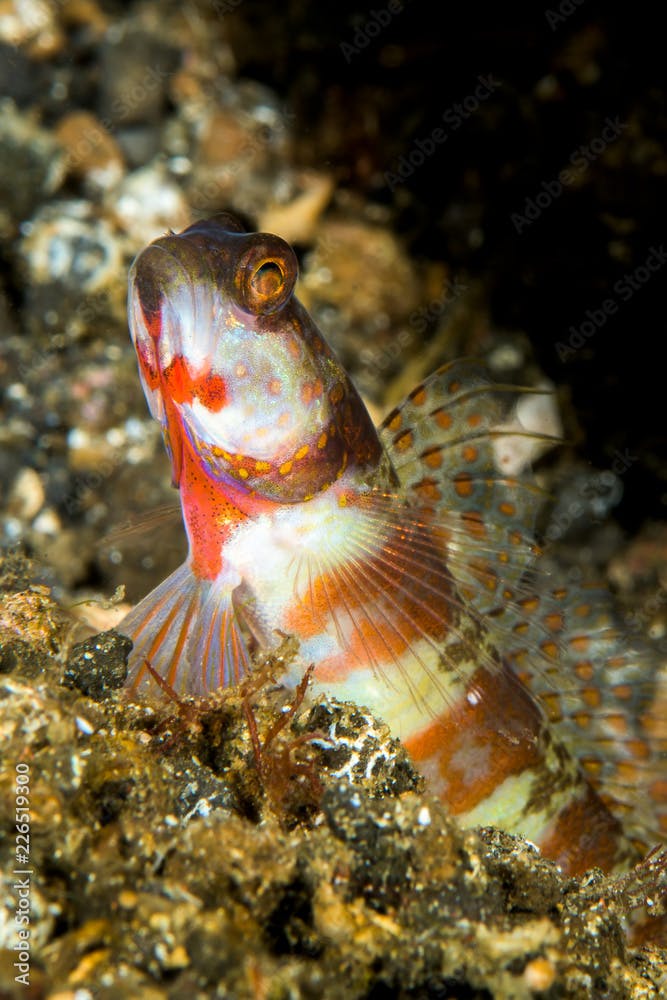 broad-banded shrimpgoby fish