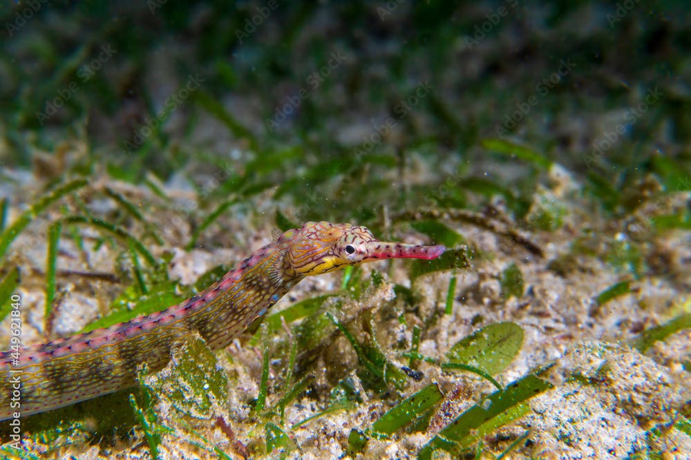 Black-breasted Pipefish (Corythoichthys nigripectus) during a night dive at Padre Burgos Pier in Sogod Bay, Southern Leyte, Philippines.  Underwater photography and travel.