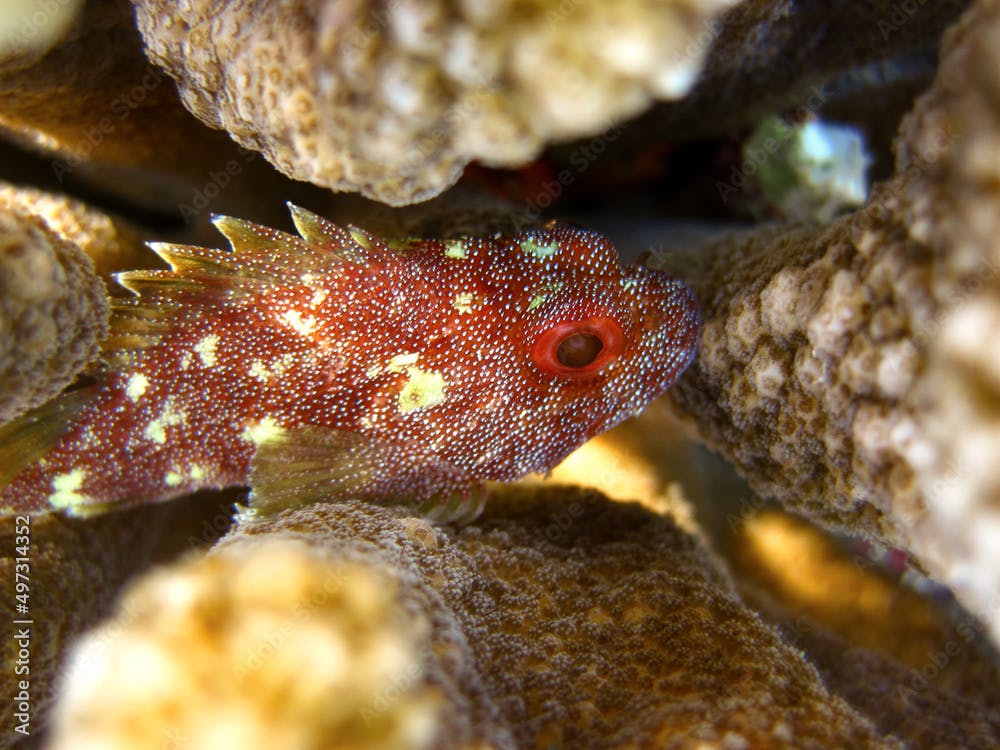 Sebastapistes Cyanostigma - Coral Scorpionfish
