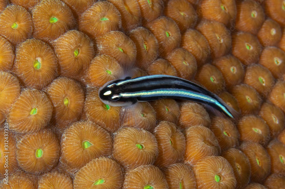 Barsnout Goby (Elacatinus illecebrosus) over a coral head - Cozumel
