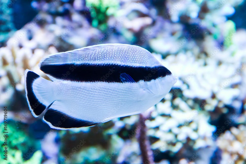 Banded Angelfish also known as Black Bandit Angelfish (Apolemichthys arcuatus) in reef tank