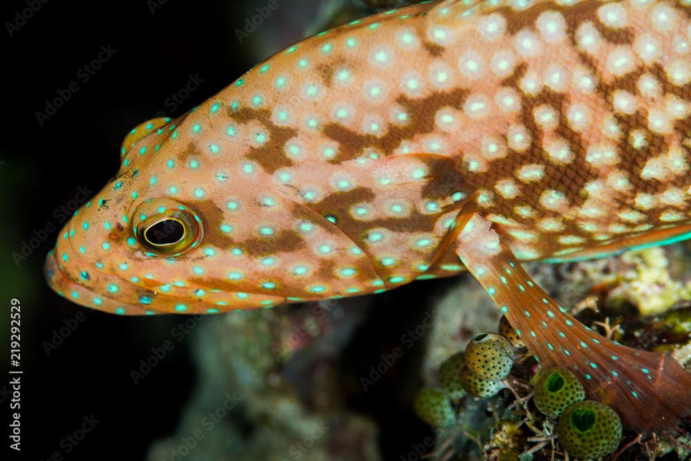 bluespotted grouper fish head