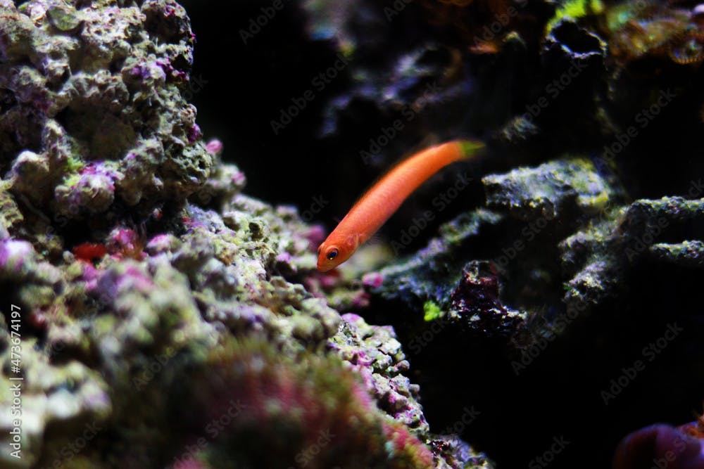Elongate Orange Dottyback - (Pseudochromis elongatus)