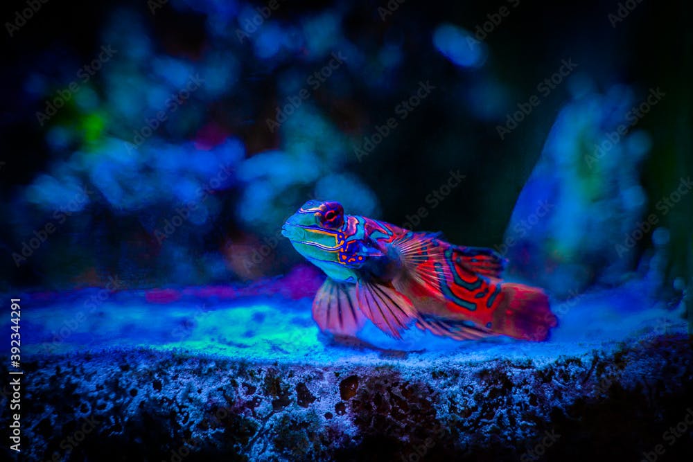 Mandarinfish or Mandarin dragonet (Synchiropus splendidus) isolated on a reef tank with blurred background