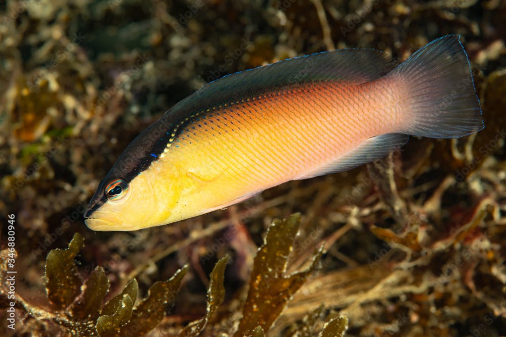 blackstripe dottyback fish yellow variation