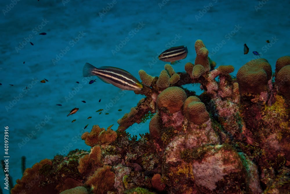 Pair of juvenile Princess Parrotfish swimming over coral