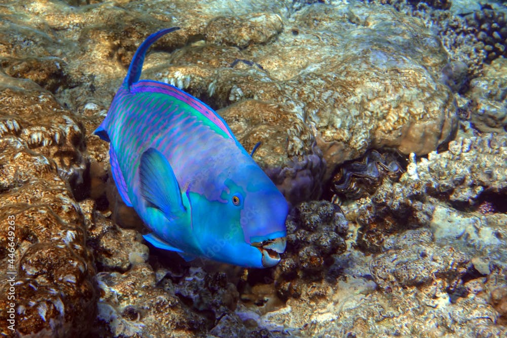 Red Sea Steephead Parrotfish (Chlorurus gibbus) 
