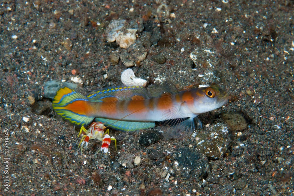Flag-tail shrimp-goby Amblyeleotris yanoi