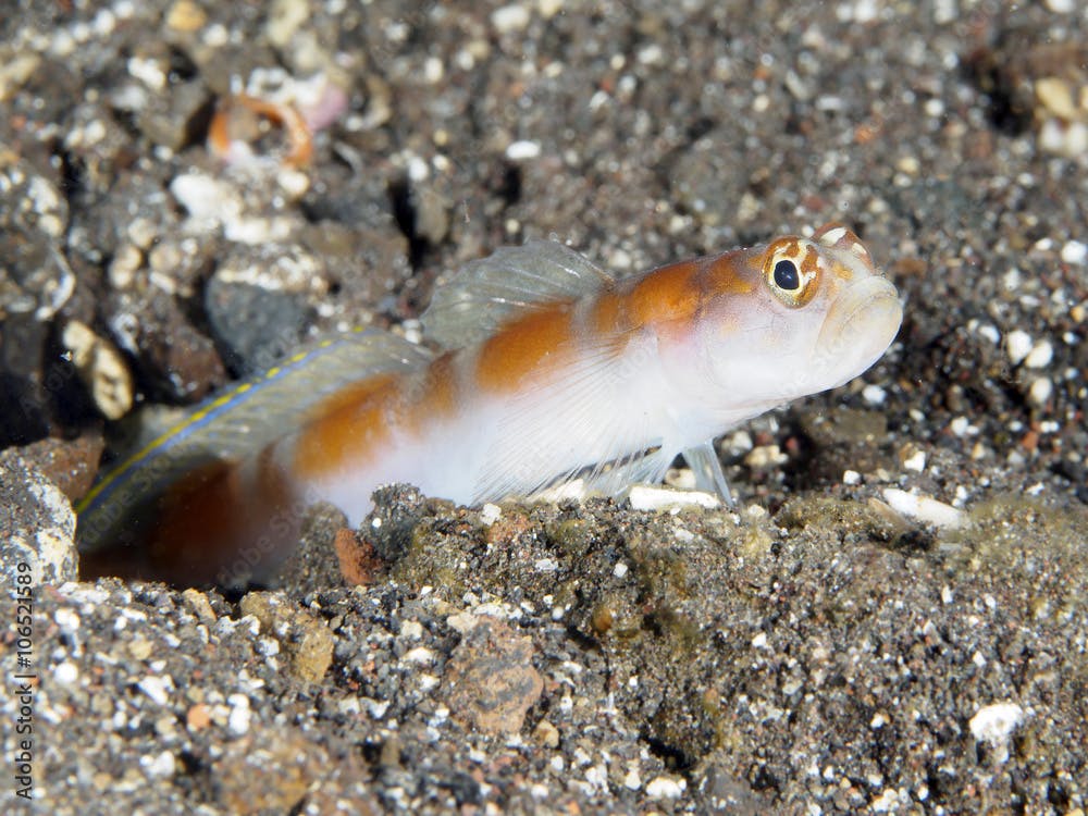 Flagtail shrimpgoby