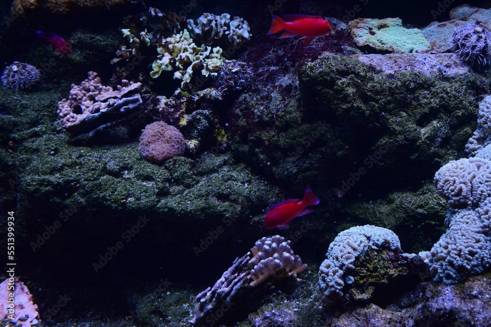 Low-angle closeup of a redbar anthias swimming underwater stones and corals around