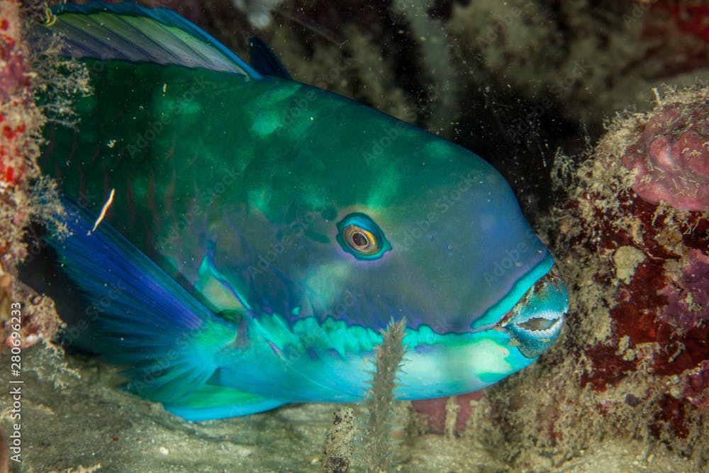 Indian Ocean Steephead Parrotfish, Heavybeak Parrotfish, Purple-headed Parrotfish, Steephead Parrotfish, Chlorurus strongylocephalus, scarus strongylocephalus
