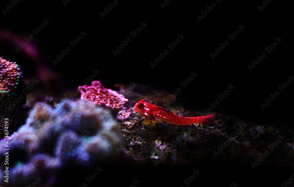 Ruby Red Dragonet - Synchiropus sycorax