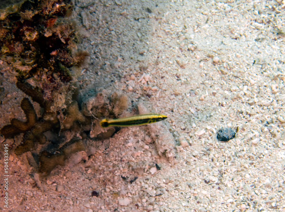 A Yellowback Dottyback (Pseudochromis flavivertex) in the Red Sea, Egypt