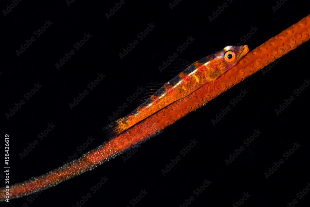 Whip Goby with Eggs
