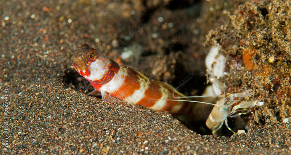 Gorgeous shrimpgoby Amblyeleotris wheeleri, with symbiotic shrimp Bali Indonesia