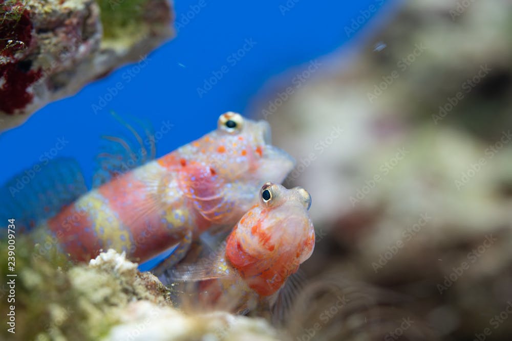 クビアカハゼ　Amblyeleotris wheeleri・Gorgeous prawn-goby
