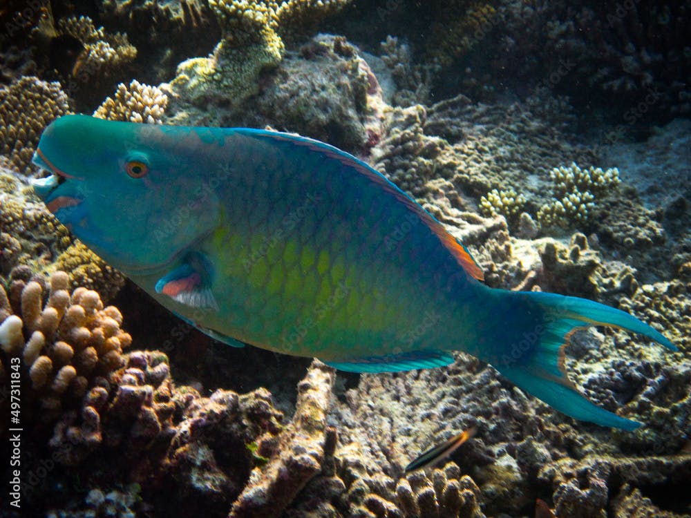 Bicolour Parrotfish - Ember Parrotfish - Scarus Rubroviolaceus