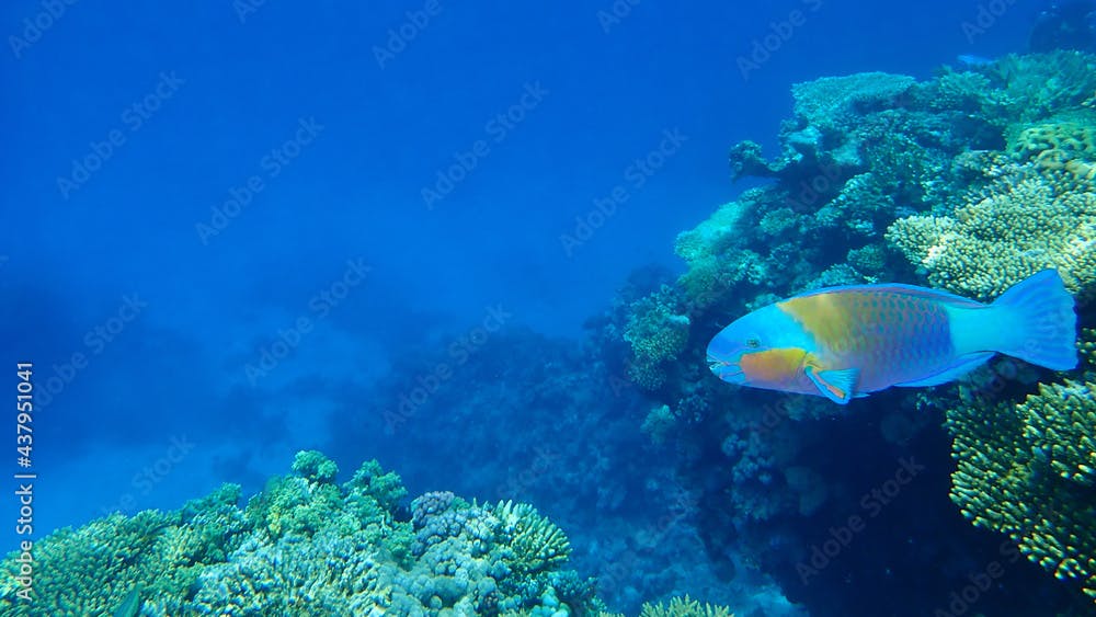 Daisy parrotfish or bullethead parrotfish (Chlorurus sordidus) undersea, Red Sea, Egypt, Sinai, Ras Mohammad national park
