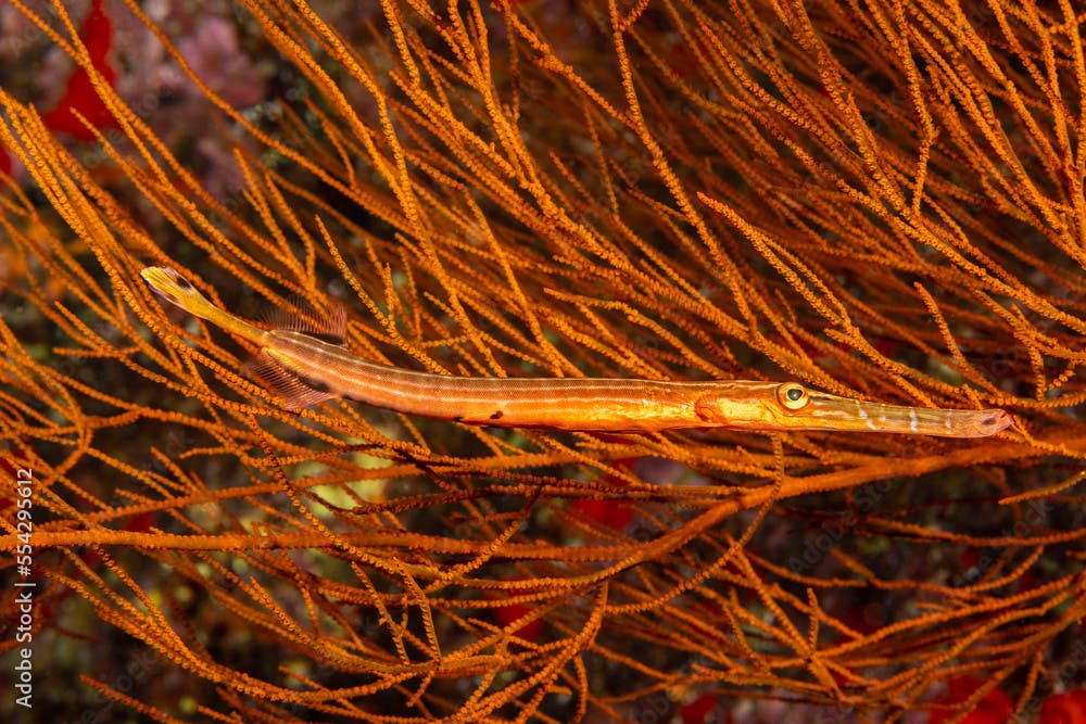 This trumpetfish (Aulostomus chinensis) is attempting to camouflage beside black coral tree (Antipatharians); Hawaii, United States of America