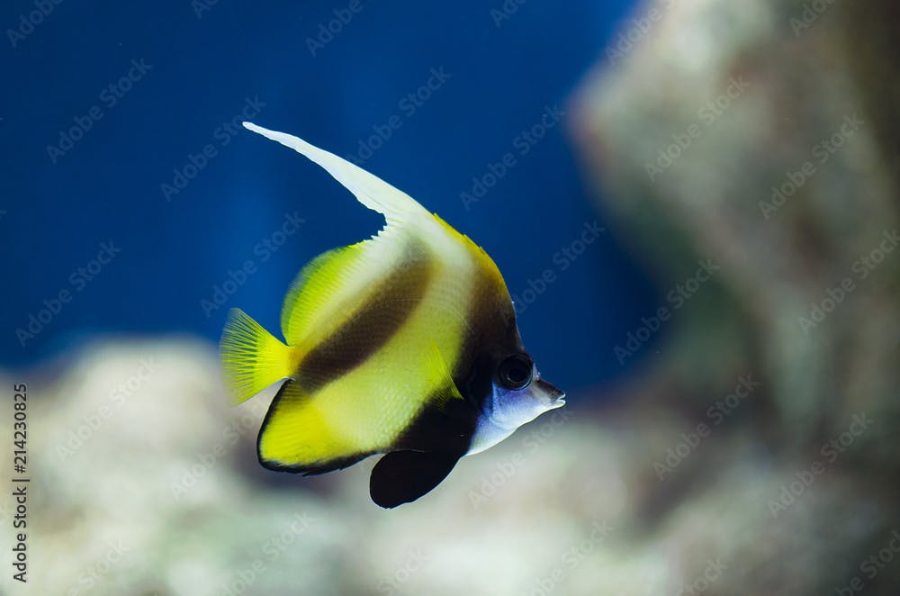 Exotic fish. Bannerfish (Heniochus monoceros) in the tropical waters of the  ocean