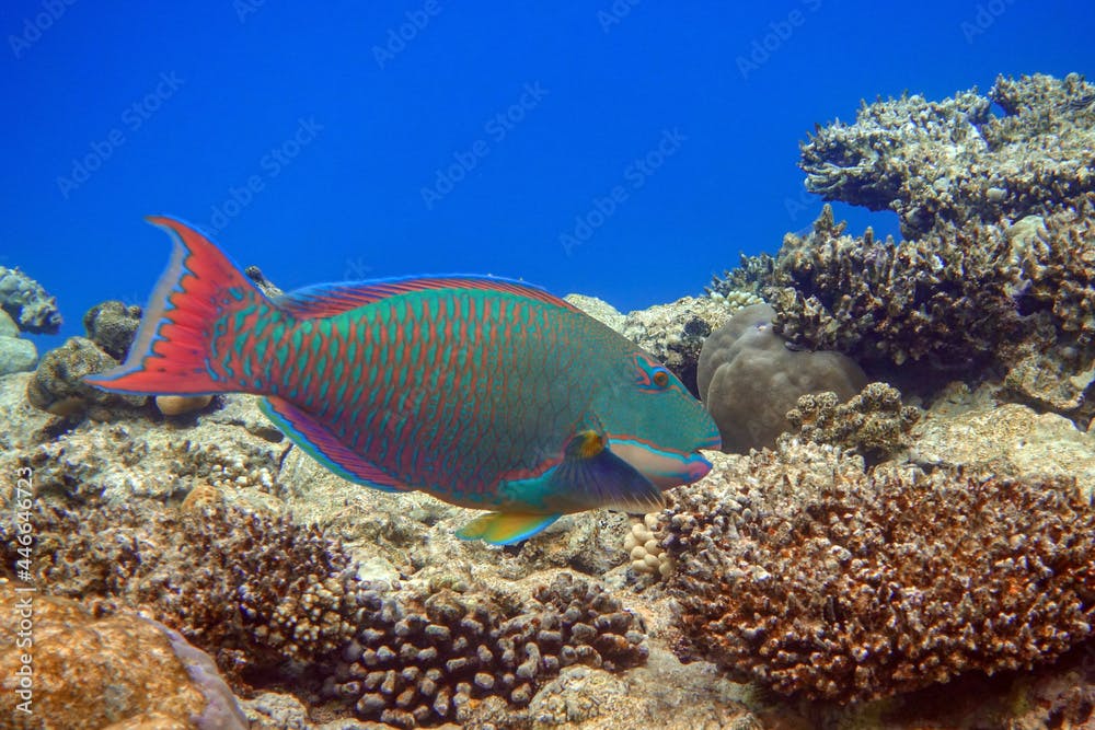 Bicolor Parrotfish - Cetoscarus bicolor ,coral fish in the Red Sea 