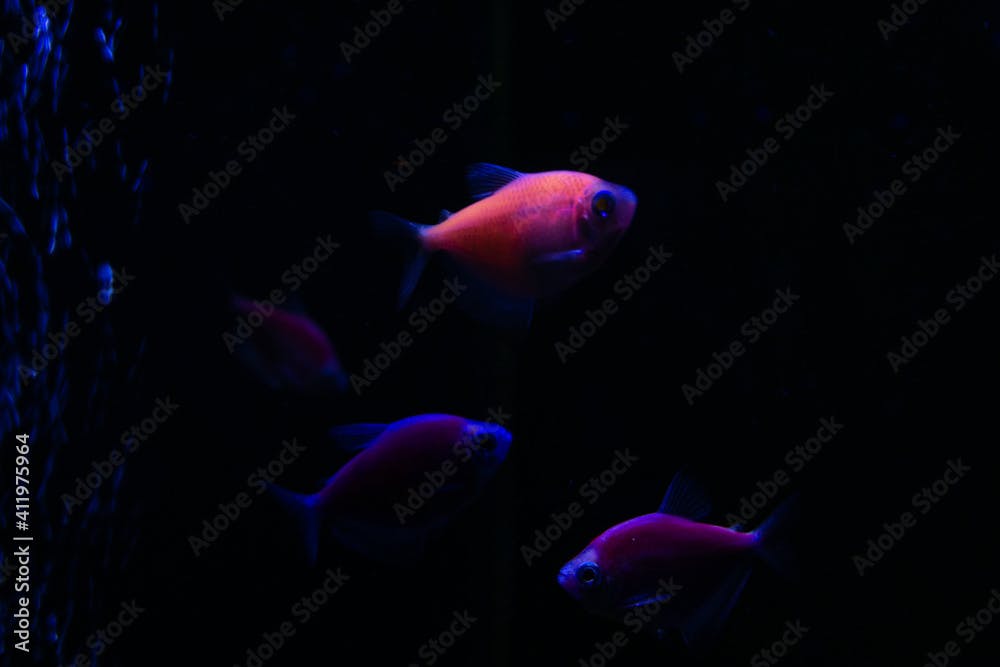 sea red fish in the aquarium