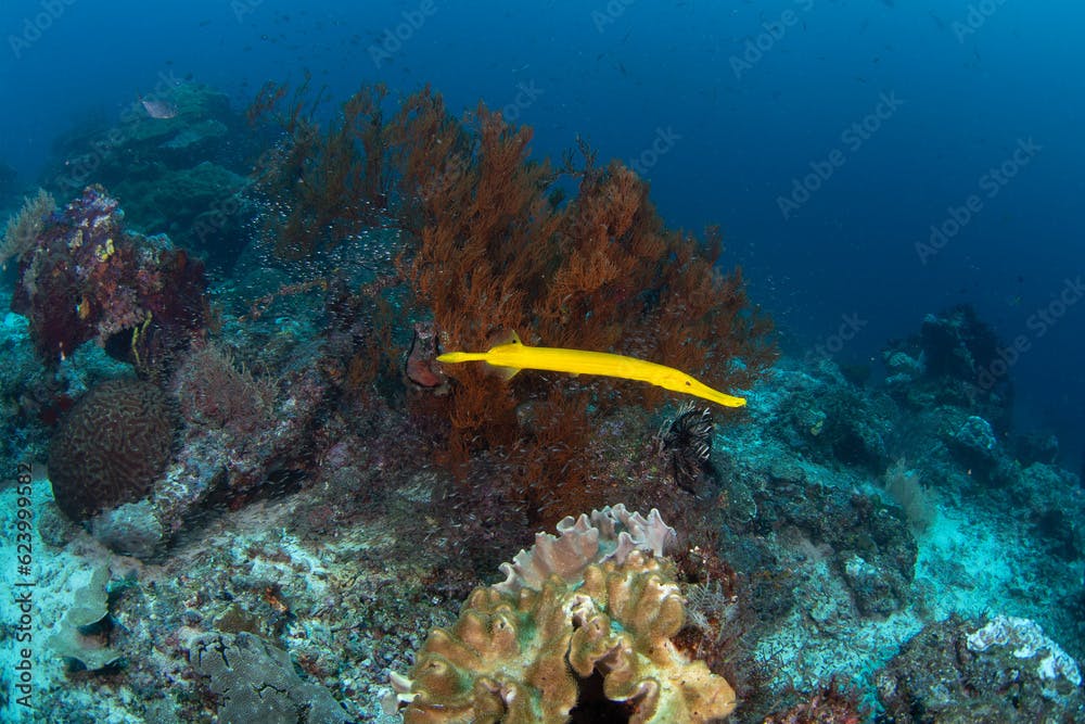 Chinese trumpetfish is hunting near the coral. Aulostomus chinensis during dive in Raja Ampat. Long yellow fish is slowly swimming near the bottom. Marine life in Indonesia.
