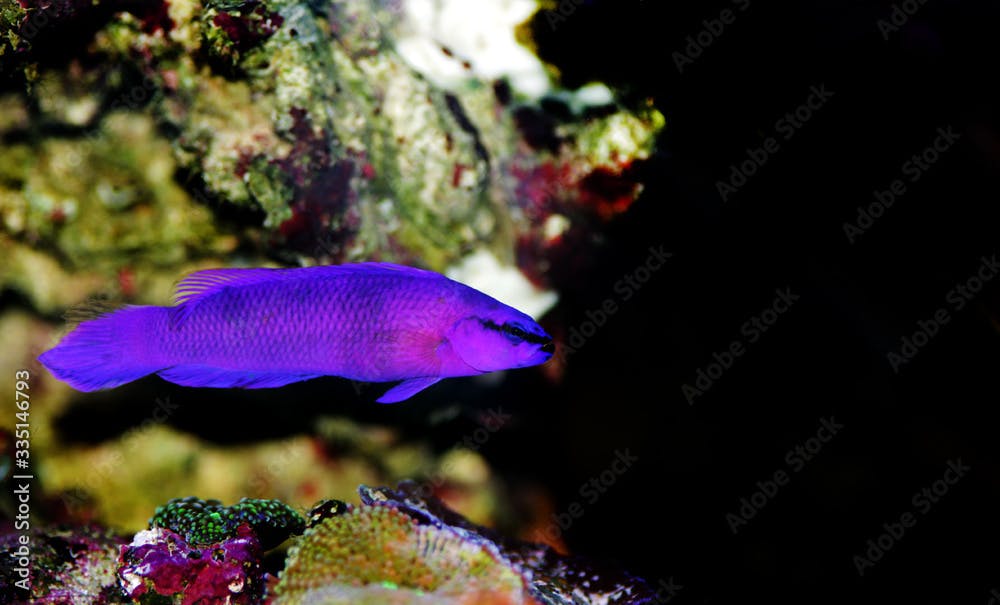 Orchid dottyback saltwater fish - Pseudochromis fridmani