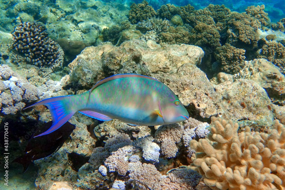 Coral fish - Longnose Parrotfish - Hipposcarus harid in the Red Sea, Egypt 