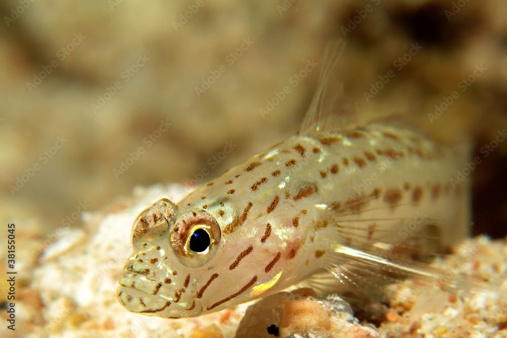 Shrimp goby (ctenogobiops maculosus)
