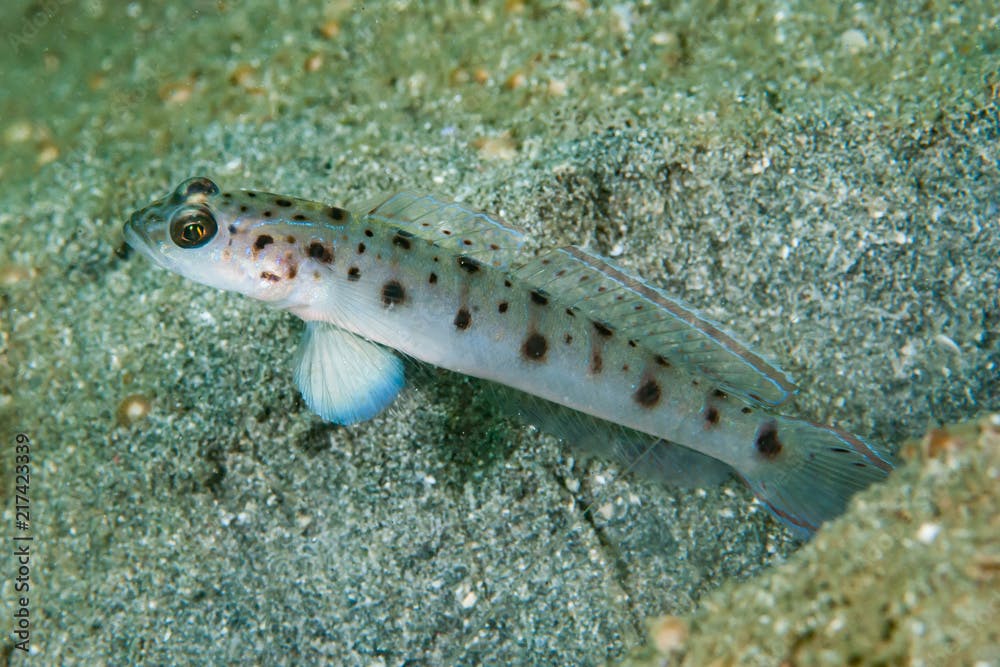 Pale shrimp-goby Ctenogobiops feroculus